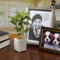 National Tree Company 11" Croton Plant