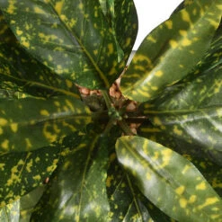 National Tree Company 11" Croton Plant -Exquisite Home imageService 567